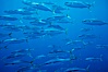School of juvenile North Pacific Yellowtail, attracted to nearby drift kelp, open ocean. San Diego, California, USA. Image #02439