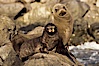 Guadalupe fur seal mother and pup. Guadalupe Island (Isla Guadalupe), Baja California, Mexico. Image #02440