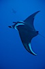 Manta ray. San Benedicto Island (Islas Revillagigedos), Baja California, Mexico. Image #02443