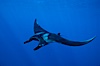 Manta ray. San Benedicto Island (Islas Revillagigedos), Baja California, Mexico. Image #02445