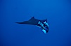 Manta ray with remoras. San Benedicto Island (Islas Revillagigedos), Baja California, Mexico. Image #02450