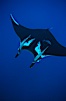 Manta ray with remoras. San Benedicto Island (Islas Revillagigedos), Baja California, Mexico. Image #02451