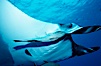 Manta ray and remora. San Benedicto Island (Islas Revillagigedos), Baja California, Mexico. Image #02454
