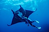 Manta ray and scuba diver. San Benedicto Island (Islas Revillagigedos), Baja California, Mexico. Image #02461