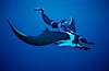 Manta ray and freediver. San Benedicto Island (Islas Revillagigedos), Baja California, Mexico. Image #02462