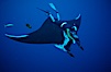 Manta ray and freediver. San Benedicto Island (Islas Revillagigedos), Baja California, Mexico. Image #02464