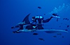 Manta ray and scuba diver. San Benedicto Island (Islas Revillagigedos), Baja California, Mexico. Image #02465