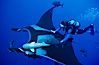 Manta ray and scuba diver. San Benedicto Island (Islas Revillagigedos), Baja California, Mexico. Image #02466