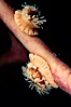 Proliferating anemone with attached juveniles, growing on kelp stipe. Monterey, California, USA. Image #02478