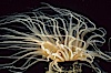 Tube anemone. La Jolla, California, USA. Image #02480