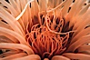 Tube anemone mouth. La Jolla, California, USA. Image #02481