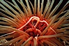 Tube anemone. La Jolla, California, USA. Image #02483