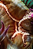 Anemone mouth. San Miguel Island, California, USA. Image #02484