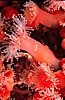 Strawberry anemone (club-tipped anemone, more correctly a corallimorph) with tiny crab. Scripps Canyon, La Jolla, California, USA. Image #02486
