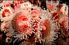 Strawberry anemones (club-tipped anemones, more correctly corallimorphs). Scripps Canyon, La Jolla, California, USA. Image #02487