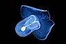 Pelagic opisthobranch or pteropod (wing foot), open ocean. San Diego, California, USA. Image #02490