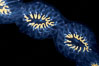 Salp (pelagic tunicate) chain. San Diego, California, USA. Image #02495