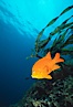 Garibaldi. Catalina Island, California, USA. Image #02506