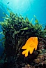 Garibaldi. Catalina Island, California, USA. Image #02507