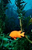 Garibaldi and kelp forest. San Clemente Island, California, USA. Image #02509