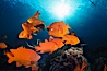 Garibaldi, Coronado Islands. Coronado Islands (Islas Coronado), Coronado Islands, Baja California, Mexico. Image #02511