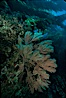 California Golden gorgonian in kelp forest. San Clemente Island, California, USA. Image #02527