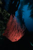 Red gorgonian in kelp forest. San Clemente Island, California, USA. Image #02529