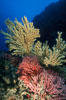 Parasitic zoanthid anemones (yellow) cover dead/dying gorgonian, brown gorgonian. Eagle Rock. Catalina Island, California, USA. Image #02530
