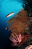 California Golden gorgonian, red gorgonian, sheephead. San Clemente Island, California, USA. Image #02533