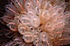 Lightbulb tunicate. San Diego, California, USA. Image #02542