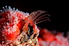Acorn barnacle feeding amidst strawberry anemones, Monterey Peninsula. Monterey, California, USA. Image #02543
