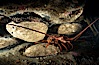 A California spiny lobster sits amid four red abalone on a shale reef shelf. San Diego, California, USA. Image #02546