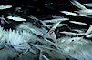 Squid mating and laying eggs, eggs on sandy bottom. La Jolla, California, USA. Image #02547