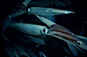 Squid mating. La Jolla, California, USA. Image #02548