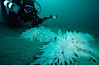 Squid egg casings on sand. La Jolla, California, USA. Image #02549