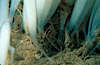Squid egg casings attach to sand. La Jolla, California, USA. Image #02550