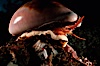 Chestnut cowrie with eye stalks extended. Laguna Beach, California, USA. Image #02555