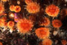 Orange cup coral. Monterey, California, USA. Image #02559