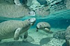 West Indian manatee. Three Sisters Springs, Crystal River, Florida, USA. Image #02624