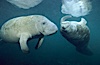 West Indian manatee. Three Sisters Springs, Crystal River, Florida, USA. Image #02627