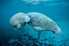 Two Florida manatees, or West Indian Manatees, swim together in the clear waters of Crystal River.  Florida manatees are endangered. Three Sisters Springs, Crystal River, Florida, USA. Image #02628