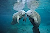 Two Florida manatees, or West Indian Manatees, swim together in the clear waters of Crystal River.  Florida manatees are endangered. Three Sisters Springs, Crystal River, Florida, USA. Image #02629