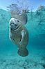 A Florida manatee, or West Indian Manatee, hovers in the clear waters of Crystal River. Three Sisters Springs, Crystal River, Florida, USA. Image #02654