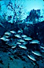 Mangrove snapper. Three Sisters Springs, Crystal River, Florida, USA. Image #02679