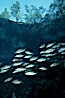 Mangrove snapper. Three Sisters Springs, Crystal River, Florida, USA. Image #02680