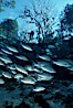 Mangrove snapper. Three Sisters Springs, Crystal River, Florida, USA. Image #02682