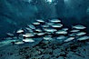 Mangrove snapper. Three Sisters Springs, Crystal River, Florida, USA. Image #02683
