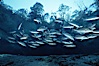 Mangrove snapper. Three Sisters Springs, Crystal River, Florida, USA. Image #02684