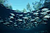 Mangrove snapper. Three Sisters Springs, Crystal River, Florida, USA. Image #02685