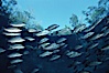 Mangrove snapper. Three Sisters Springs, Crystal River, Florida, USA. Image #02687